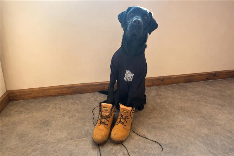 image of Bruce the dog